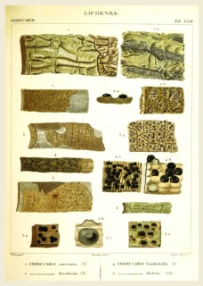 Lichenes, 19th century engraving, lichen, lichens