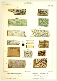 Lichenes, 19th century engraving, lichen, lichens
