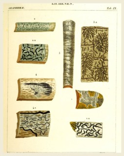 Lichenes, 19th century engraving, lichen, lichens