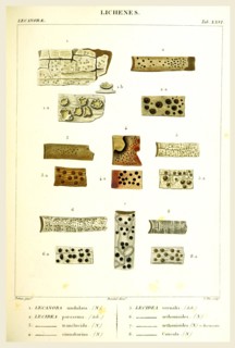 Lichenes, 19th century engraving, lichen, lichens