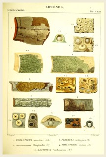 Lichenes, 19th century engraving, lichen, lichens