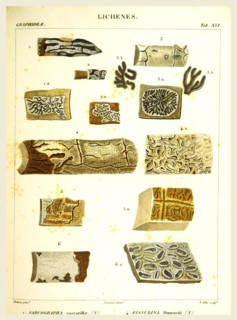 Lichenes, 19th century engraving, lichen, lichens
