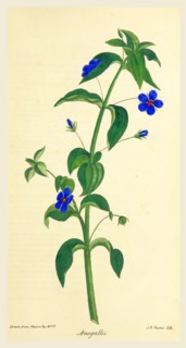 Observations on the Neilgherries, Anagallis, 19th century engraving