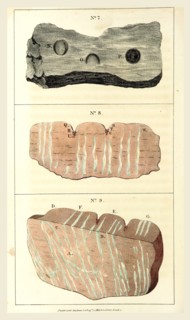Observations on certain curious Indentations in the Old Red Sandstone of Worcestershire and