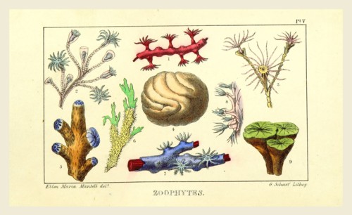 Zoophytes, the Wonders of Geology, 19th century engraving