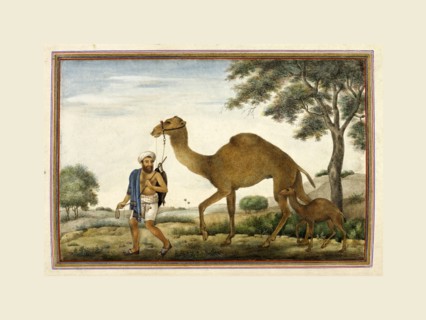 Castes and tribes of India, Ribari, a caste of camel-men. Tashrih al-aqvam, an account of origins