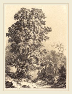 EugÃ¨ne Bléry (French, 1805-1887), Beech Grove, 1840, etching with drypoint and roulette on chine