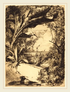 Jules-Ferdinand Jacquemart (French, 1837-1880), Plantes de Serre, 1863, etching in brown-black on