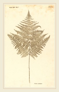 Johann Hieronymus Kniphof (German, 1704-1763), Pteris Aquilina, published 1757-1764, pressed and