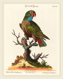 Johann Sebastian Leitner after George Edwards (German, 1715-1795), Parrot (Le Perroquet Brunatre.