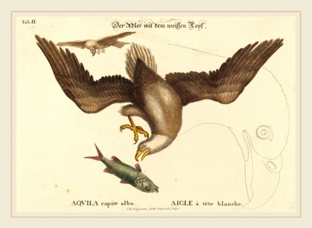 Johann Michael Seligmann after Mark Catesby (German, 1720-1762), The Bald Eagle (Falco