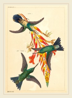 Heinrich Gottlieb Ludwig Reichenbach (German, 1793-1879), Three Hummingbirds with Plant,