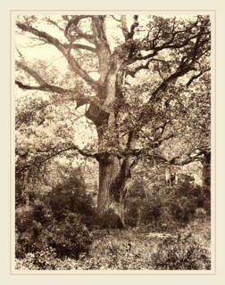 EugÃ¨ne Cuvelier (French, 1837-1900), PrÃ¨s du Bodmer, 1860s, albumen print