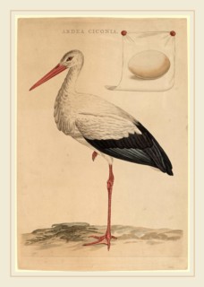 Jan Christiaan Sepp (Dutch, 1739-1811), The White Stork, hand-colored etching and engraving