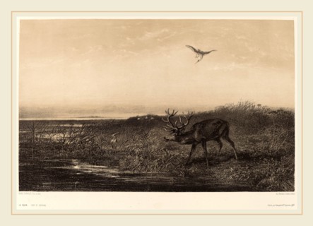 Karl Bodmer, Le Soir.  Cerf et Herons, Swiss, 1809-1893, chiaroscuro lithograph
