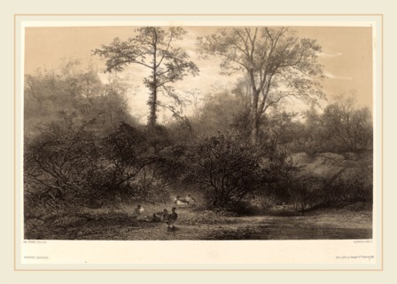 Karl Bodmer, Canards Sauvages, Swiss, 1809-1893, chiaroscuro lithograph