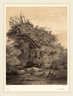 Karl Bodmer, Faisans, Swiss, 1809-1893, chiaroscuro lithograph