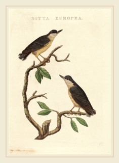American 19th Century, Sitta europea, hand-colored etching on laid paper
