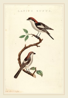 American 19th Century, Lanius rufus, hand-colored etching on laid paper