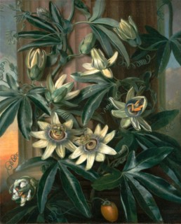 Blue Passion Flower, for the "Temple of Flora" by Robert Thornton, Philip Reinagle, 1749-1833,