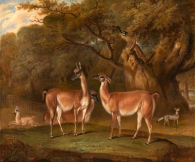 Llamas and a fox in a wooded landscape Llamas in a park, with a fox and a magpie Signed and dated,