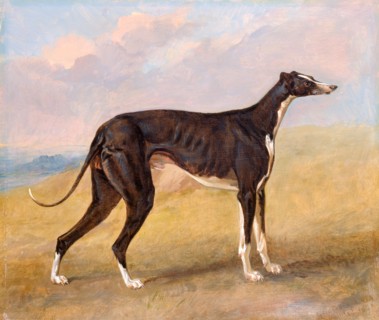 Turk, a greyhound, the property of George Lane Fox The Black and White Greyhound Turk (Also Called