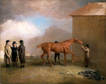 Mully Moloch Muly Moloch being rubbed down at Newmarket Muly Moloch, a chestnut colt being rubbed