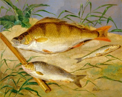 An Angler's Catch of Coarse Fish The Angler's Trophies Signed in black paint, lower right: "D