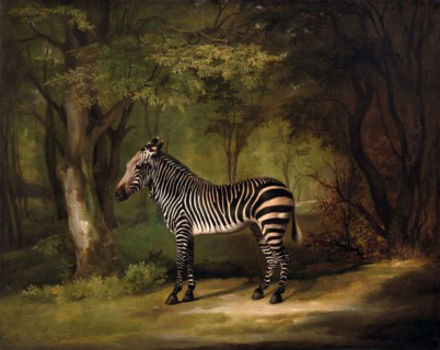 Zebra The First Zebra Seen in England Portrait of a Zebra, standing, turned to the left, in a park,