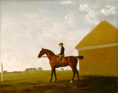 Turf, with Jockey up, at Newmarket Portrait of 'Turf' with Jockey up Inscribed lower left: "Turf",