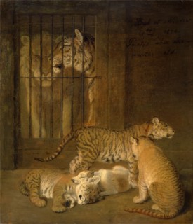 Group of Whelps Bred between a Lion and a Tigress A Group of Whelps Bread Between a Lion and a