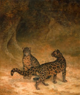 Clouded Leopards Two Clouded Leopards Two Clouded Leopards from Sumatra Inscribed, lower left: