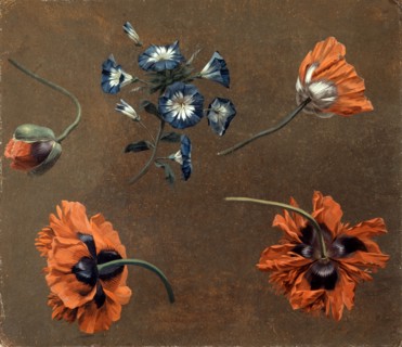 Poppies and Tradascanthus, unknown artist, 18th century, British