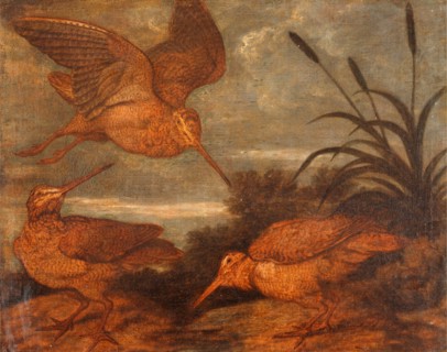 Woodcock at Dusk, Francis Barlow, 1626-1702, British