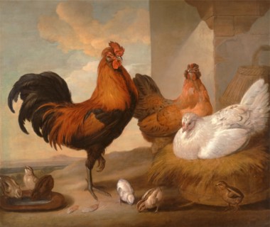 Francis Barlow, Domestic Cock, Hens, and Chicks