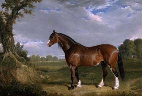 A Clydesdale Stallion Signed and dated, lower left: "JF Herring | 1820", John Frederick Herring,