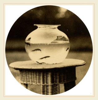 American 19th Century, Untitled (Fishbowl), c. 1888, gelatin silver print