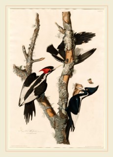Robert Havell after John James Audubon, Ivory-billed Woodpecker, American, 1793-1878, 1829,