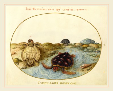 Joris Hoefnagel, Flemish (1542-1600), Animalia Aqvatilia et Cochiliata (Aqva): Plate I, c.