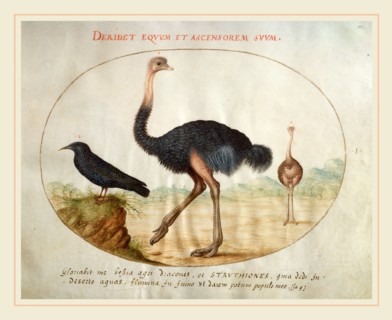 Joris Hoefnagel, Animalia Volatilia et Amphibia (Aier): Plate I, Flemish, 1542-1600, c. 1575-1580,