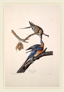 Robert Havell after John James Audubon, Passenger Pigeon, American, 1793-1878, 1829, hand-colored