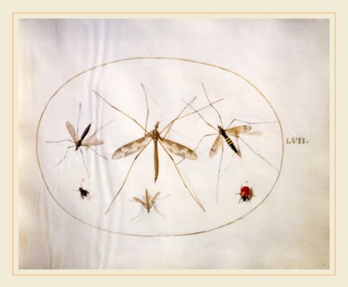 Joris Hoefnagel, Animalia Rationalia et Insecta (Ignis):  Plate LVII, Flemish, 1542-1600, c.