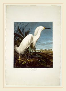 Robert Havell after John James Audubon, Snowy Heron, or White Egret, American, 1793-1878, 1835,
