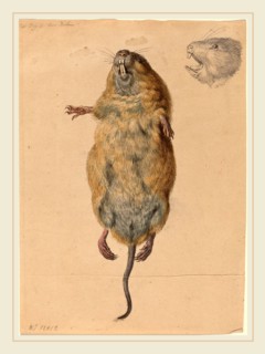 Johann Rudolph Schellenberg, Swiss (1740-1806), A Field Mouse, from Below, c. 1775, watercolor with