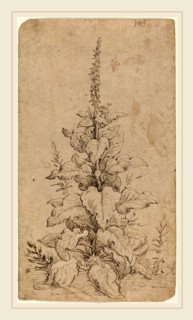 Hendrik Goltzius, Dutch (1558-1617), A Foxglove in Bloom, 1592, pen and brown ink on laid paper