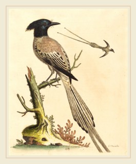 George Edwards,English, (1694-1773), The Black and White Crested Bird of Paradise, published 1743,