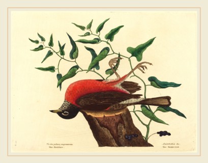 Mark Catesby,English, (1679-1749), The Fieldfare of Carolina (Turdus migratorius), published