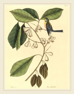 Mark Catesby,English, (1679-1749), The Finch Creeper (Parus americanus), published 1731-1743,