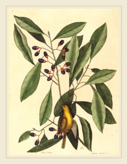 Mark Catesby,English, (1679-1749), The Yellow Titmouse (Motacilla trochilus), published 1754,