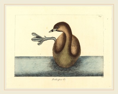 Mark Catesby,English, (1679-1749), The Pied-billed Dobchick (Colymbus podiceps), published